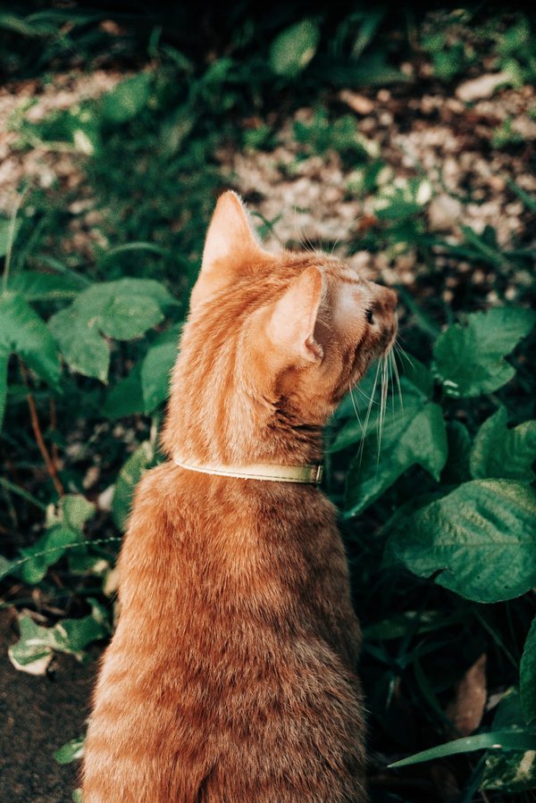 Come realizzare un giardino pensile su un tetto piatto per un'oasi verde in città?